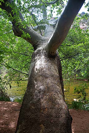 Sycamore Tree, Sycamore Canyon, April 16, 2015